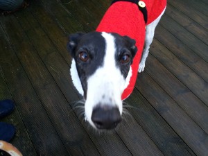 Greyhound in sweater - Image credit Jan Brown