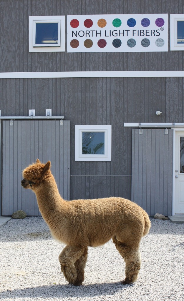 A - alpaca and barn