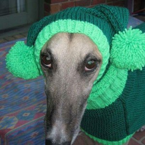 Greyhound in hat and sweater - Image credit Jan Brown