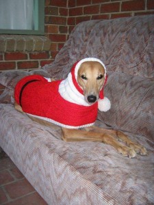 greyhound in sweater - Image credit Jan Brown