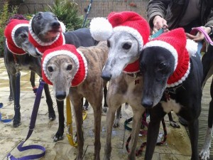 5 greyhounds - Image credit Jan Brown