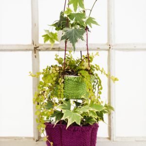 Botanical Bliss Hanging Baskets